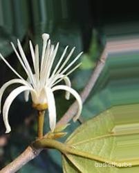 augmented_Alangium lamarckii flower4_0_4391.jpeg